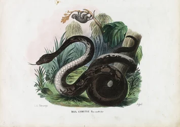 ボアコンストリクター、1863-79